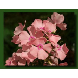Флокс Phlox Детство